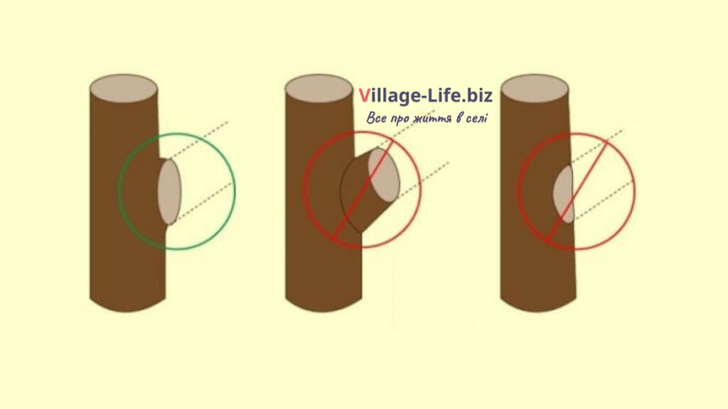 Правила весняної обрізки дерев 2 | Village-Life.biz