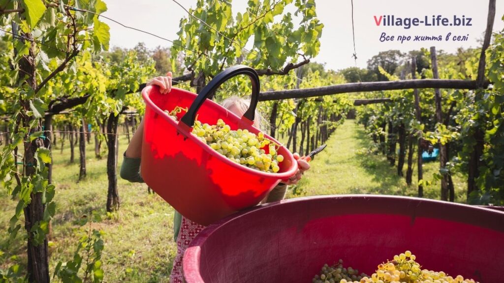 садівництво та виноградарство в україні поради Village-Life.biz