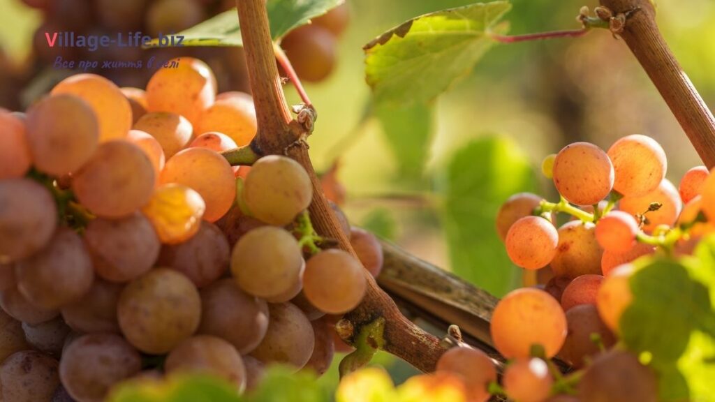 Трамінер виноград | Village-Life.biz