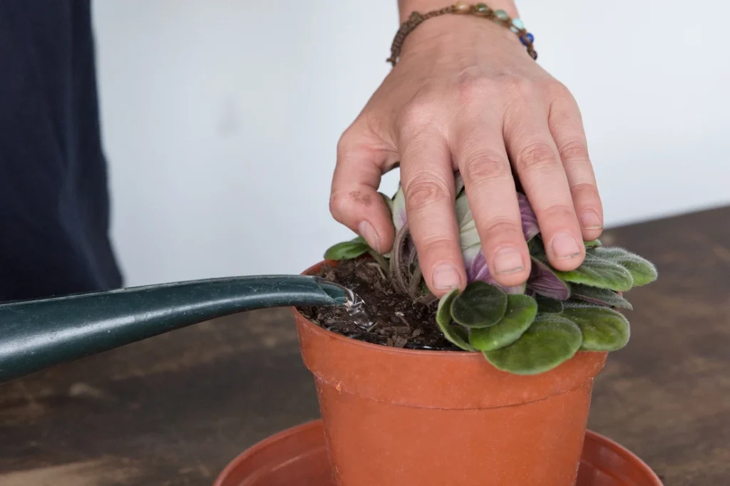 Як поливати кімнатні рослини - уникайте розбризкування листя кімнатних рослин
