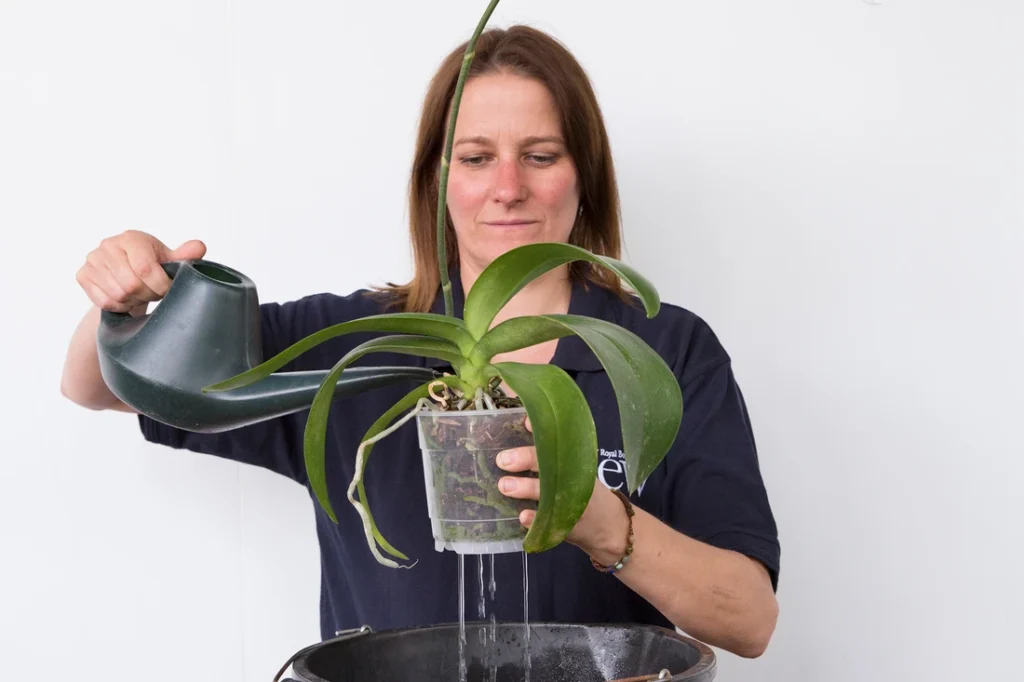 як правильно поливати кімнатні рослини - Поливайте, не перезволожуючи коріння
