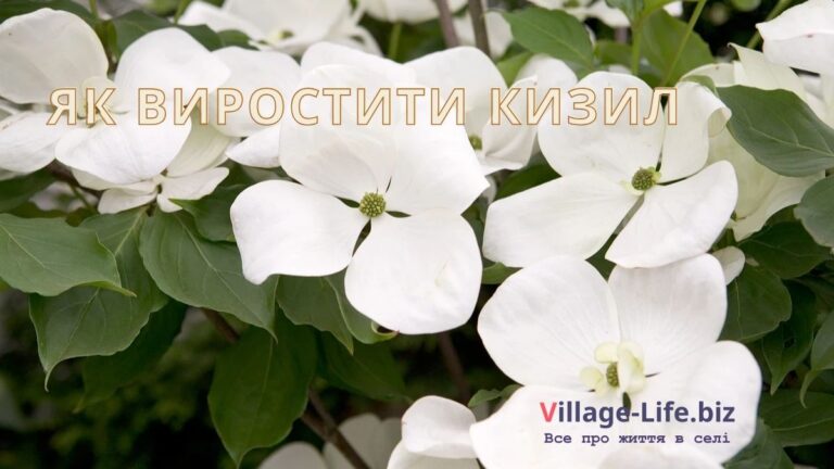 Як виростити кизил: як розмножувати, Сорти, Вирощування, Догляд