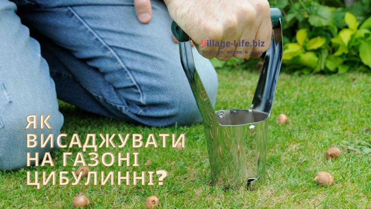 Як висаджувати на газоні цибулинні - Village Life