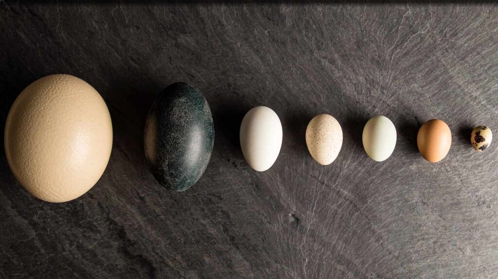 Характеристики страусиних яєць