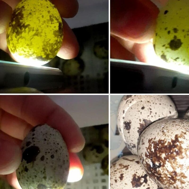 інкубація перепелиних яєць - овоскоп