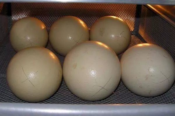 інкубація страусиних яєць - перевороти