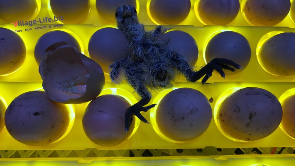 інкубація яєць фазана -  Перші дії після вилуплення