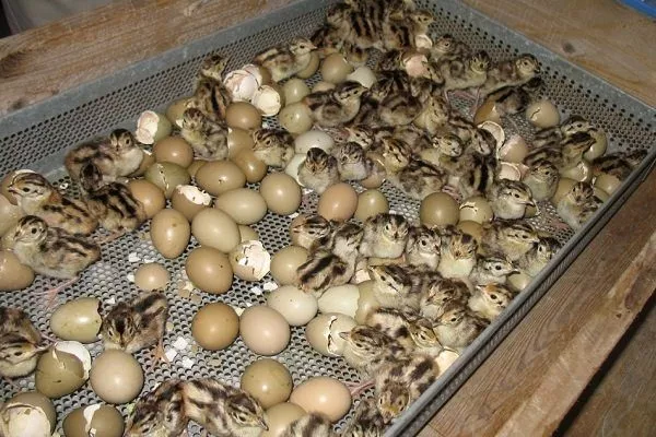 інкубація яєць фазана -  правила