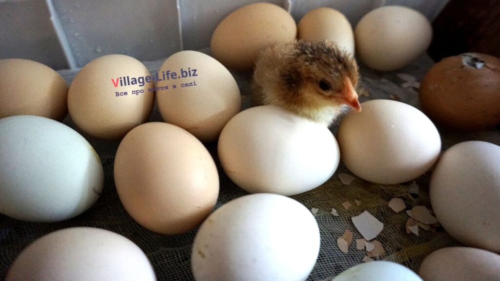 інкубація яєць фазана -  Різновиди інкубаторів