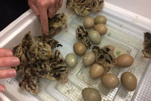інкубація яєць фазана -  зберігання яєць перед закладанням