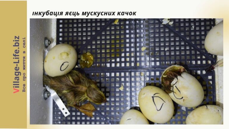 Інкубація яєць мускусних качок: поради професіоналів