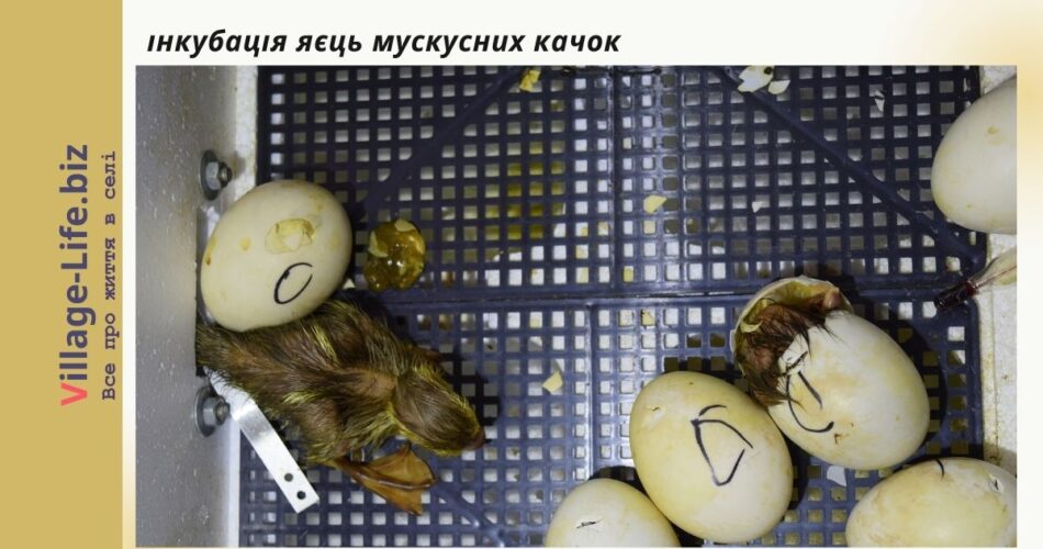 інкубація яєць мускусних качок
