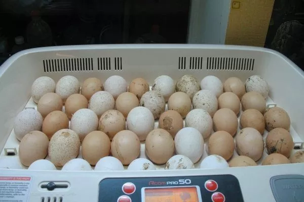 інкубація яєць цесарок - інкубаційний матеріал до закладання
