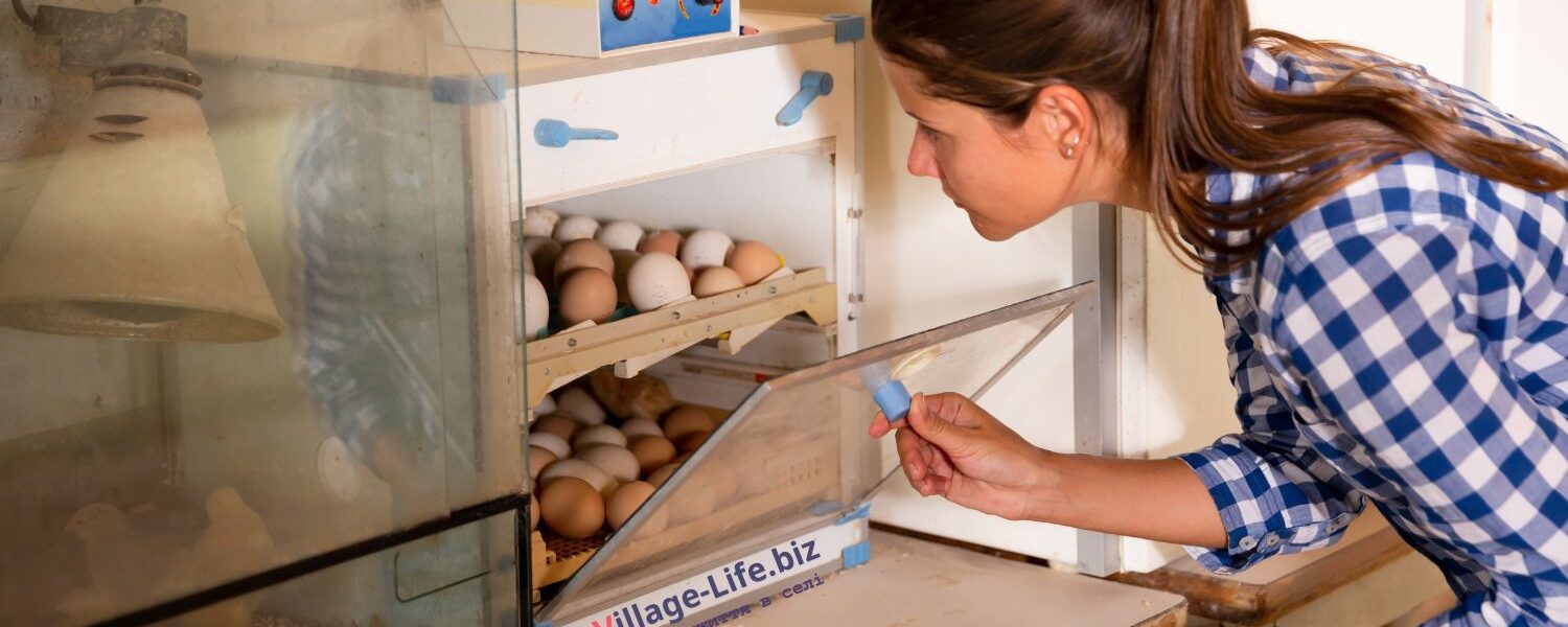 режим інкубації курячих яєць