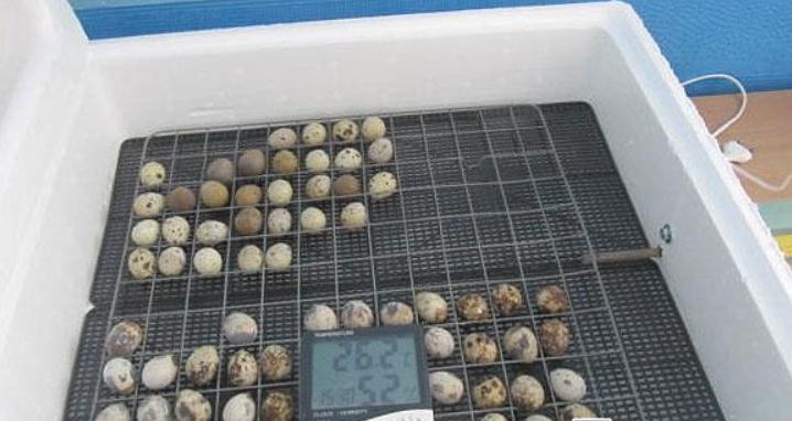 інкубація перепелиних яєць таблиця - Метод закладки в пінопластову модель
