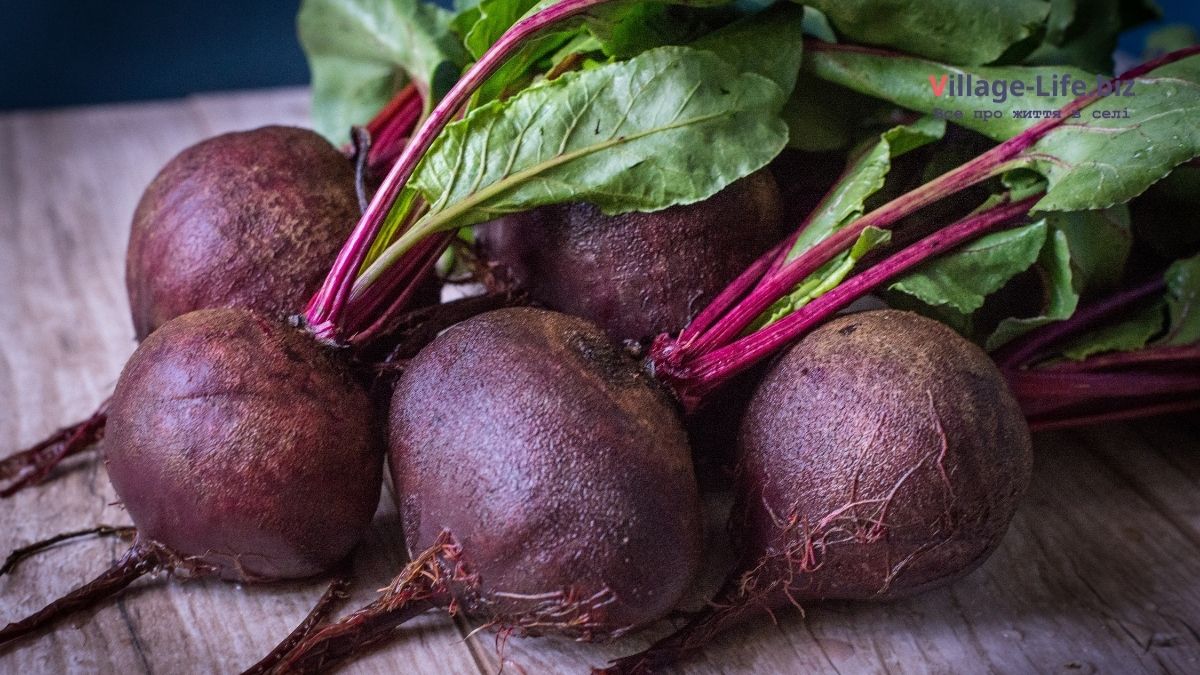 Червоний буряк від тиску