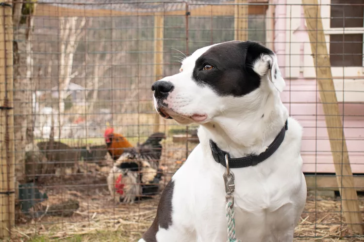 Чорно-білий собака сидить перед курником для захисту