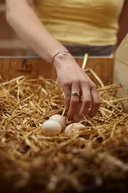Яйця в гніздовому ящику - як правильно побудувати курник для курей