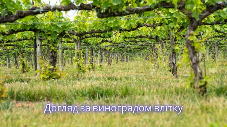 Догляд за виноградом влітку: пасинкування, полив та захист від хвороб