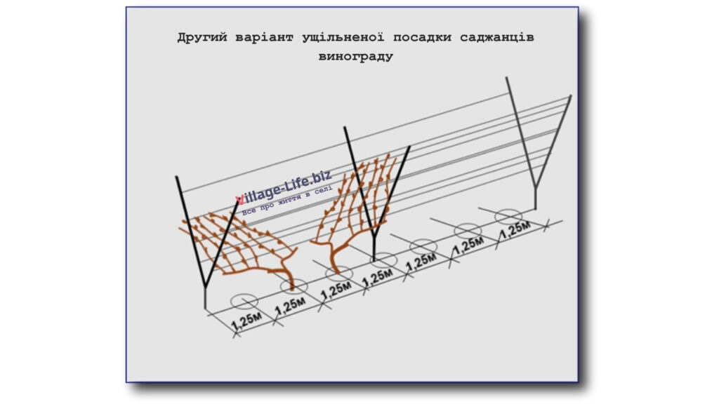 Другий варіант ущільненої посадки саджанців винограду