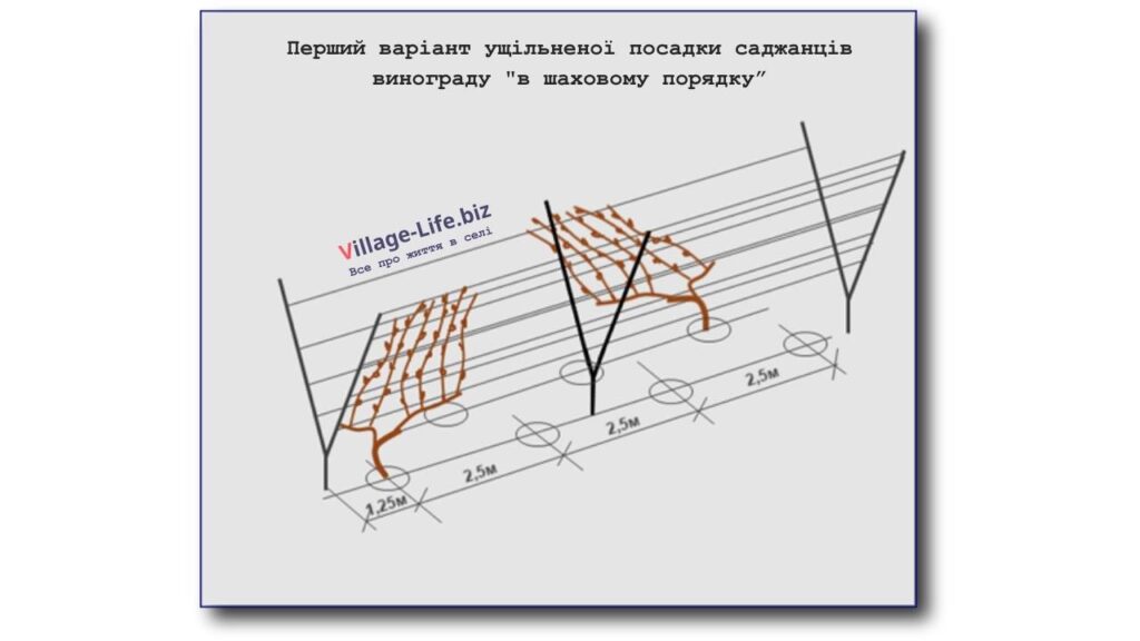 Перший варіант ущільненої посадки саджанців винограду