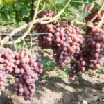 Сорт винограду Лівія