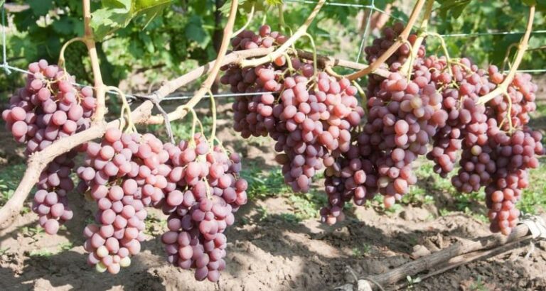 Сорт винограду Лівія: Всі секрети успішного вирощування та догляду