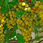 цитронний магарача виноград