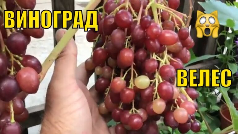 Велес кишмиш виноград: Переваги та Догляд