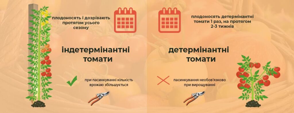 Детермінантні сорти помідорів