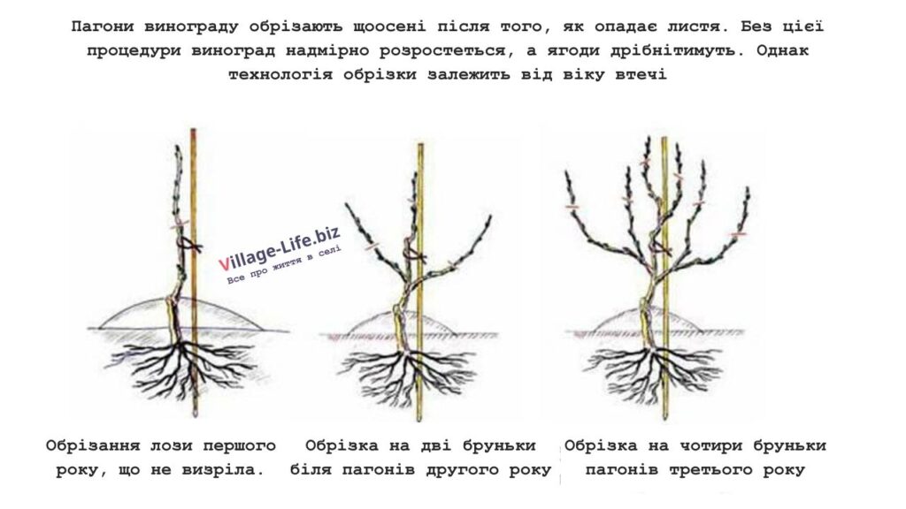 Обрізка та укриття на зиму винограду