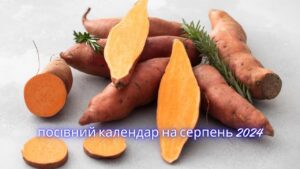 Посівний календар на серпень 2024: Оптимальні дні для посадки культур