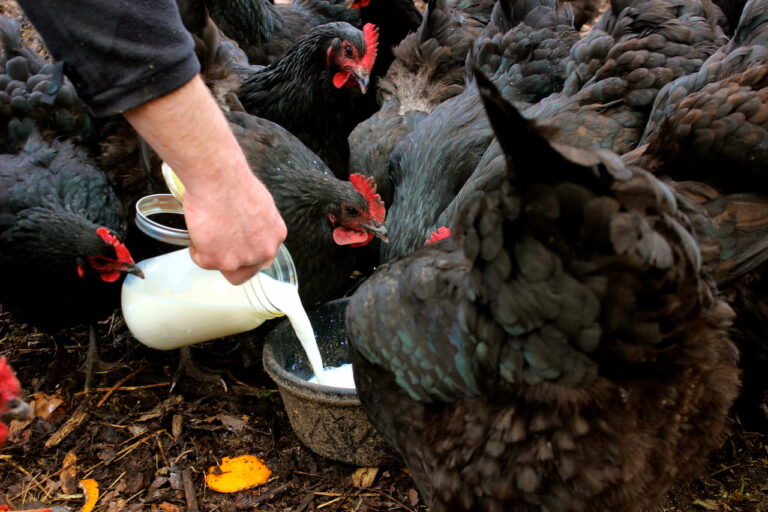 Секрети годівлі курей для максимальної яйценосності 🐔🥚