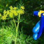Народні методи боротьби з шкідниками