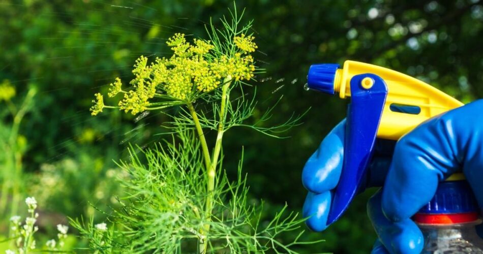 Народні методи боротьби з шкідниками