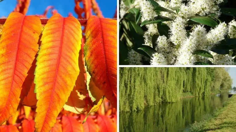 Дерева, які можуть нашкодити вашому саду: 5 видів, яких слід уникати