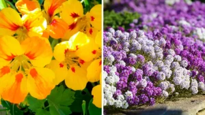Як продовжити цвітіння однорічників до осені: поради для городників