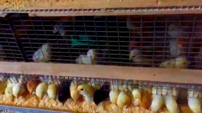 Курчата вдома: як годувати малюків, щоб виросли здоровими курми 