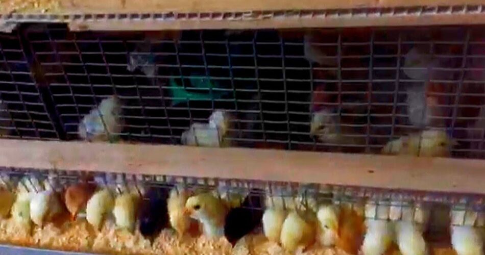 як правильно годувати курчат