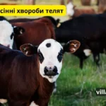 осінні хвороби телят