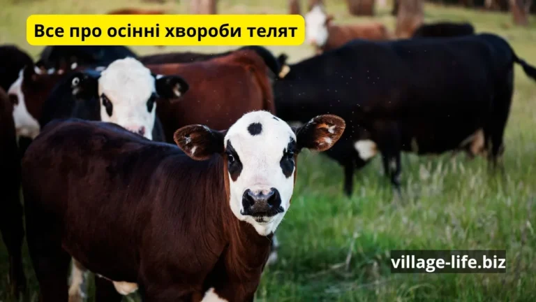 Осінні Загрози для ВРХ: Комплексний Посібник із Захисту Телят від Хвороб