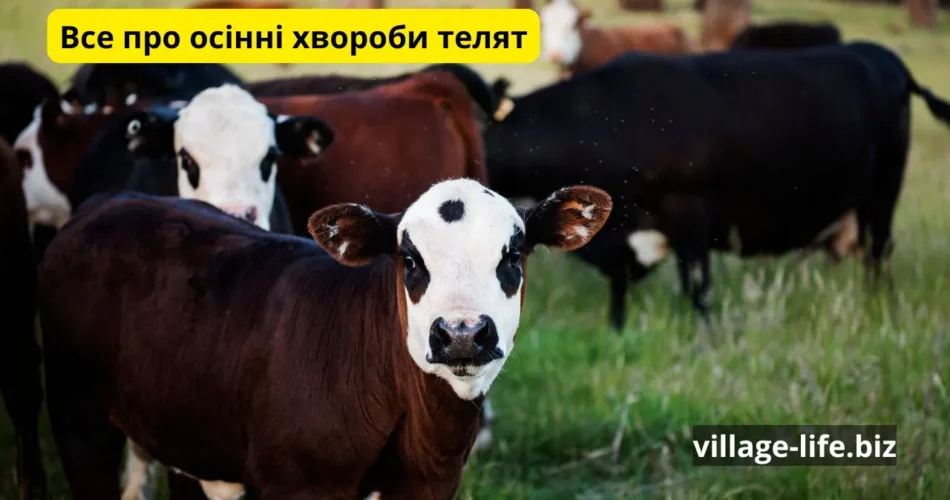 осінні хвороби телят