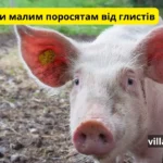 що давати малим поросятам від глистів
