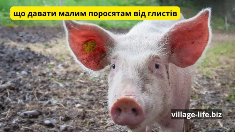 Коли ваші поросята кричать про допомогу: Симптоми Аскаридозу