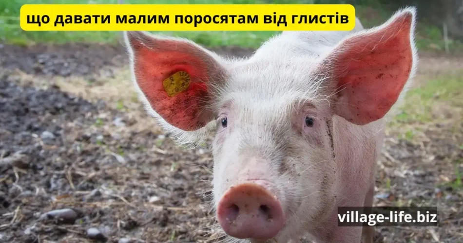 що давати малим поросятам від глистів