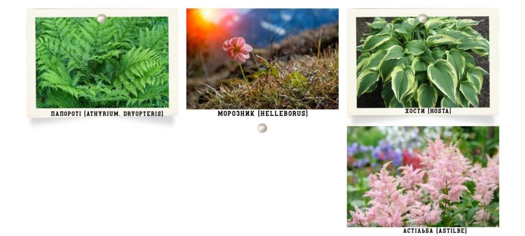 Багаторічники та квіти-супутники для рододендронів та азалій