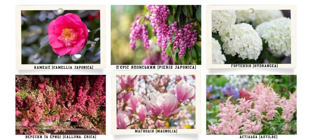 Чагарники-супутники для рододендронів та азалій