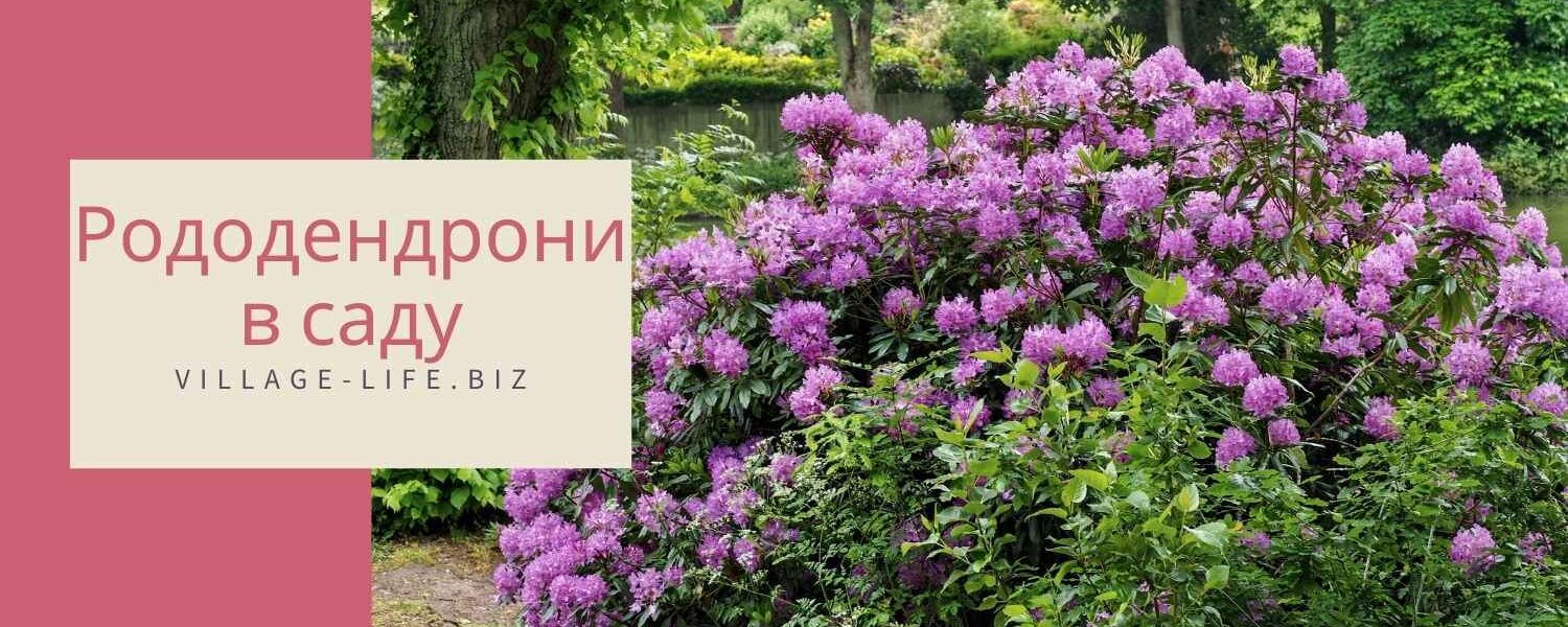Рододендрони в саду