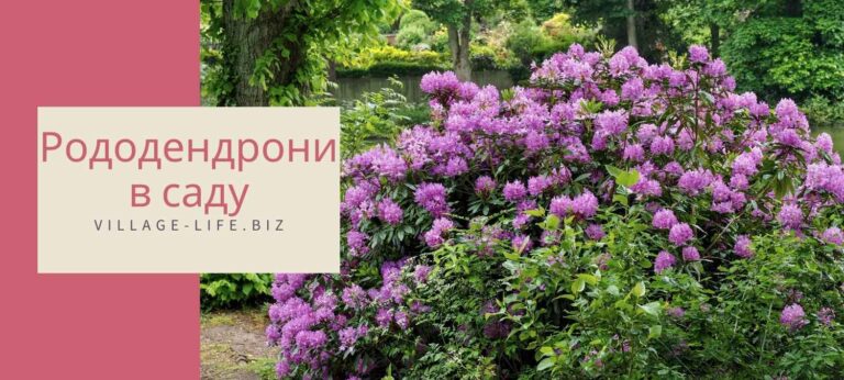 Рододендрони в саду: як виростити здорові рослини та підібрати ідеальних супутників