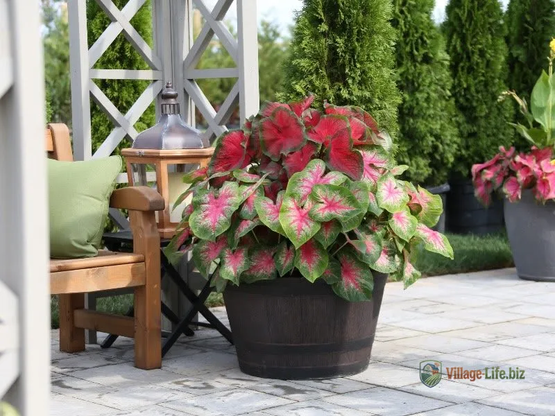 Барвисті каладії прикрашають тінисті сади протягом усього сезону